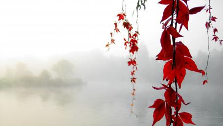 Red leaves wallpaper
