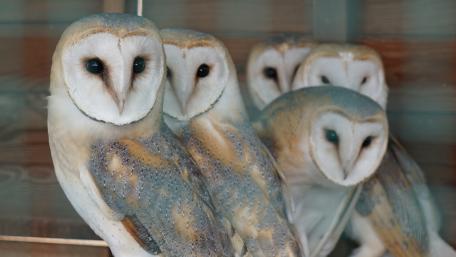Owls wallpaper