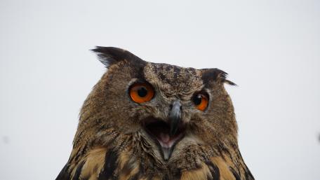 Majestic Owl Portrait in 5K Resolution wallpaper
