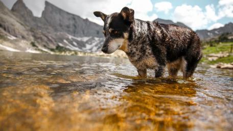 Australian Cattle Dog in the river wallpaper