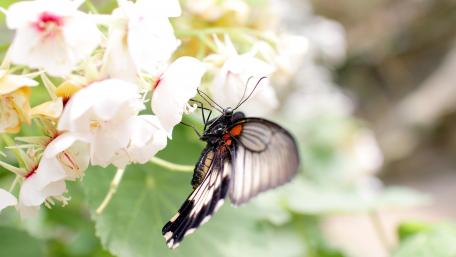 Butterfly on the white flowers wallpaper