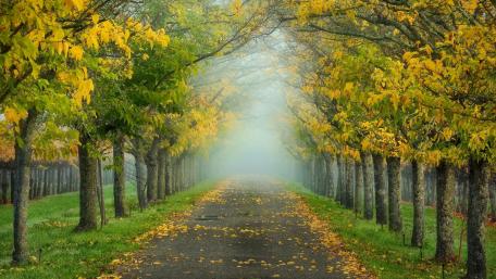 Golden Leaves on a Misty Autumn Pathway wallpaper
