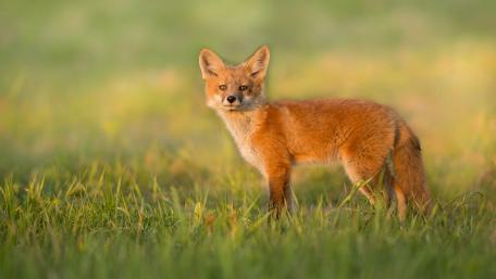 Charming Fox in Lush Greenery wallpaper