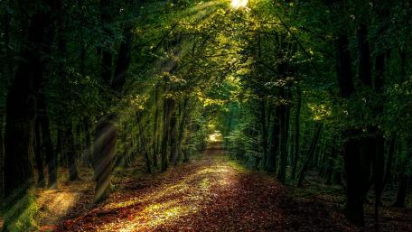 Enchanted Forest Passage wallpaper