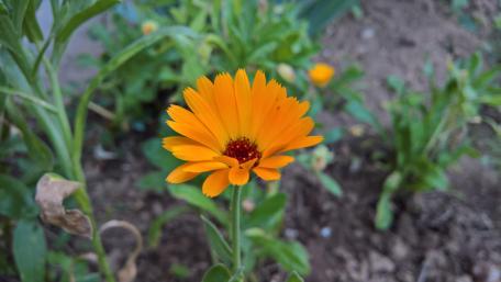 Vibrant Orange Flower in Full Bloom wallpaper