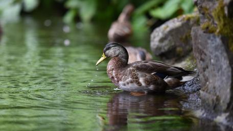 Mallard wallpaper