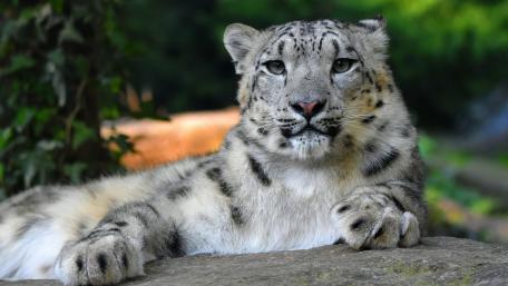 Snow Leopard wallpaper