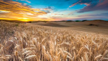 Golden field wallpaper
