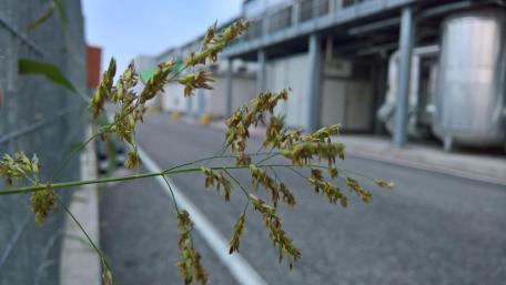 Urban Grass in Focus Against City Background wallpaper