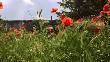 Vibrant Poppy Field in Bloom wallpaper