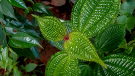 Wild Leaves wallpaper