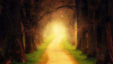 Mystic tree lane wallpaper
