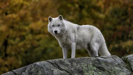 White wolf wallpaper