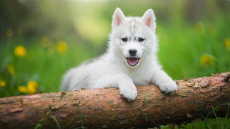 Husky baby wallpaper