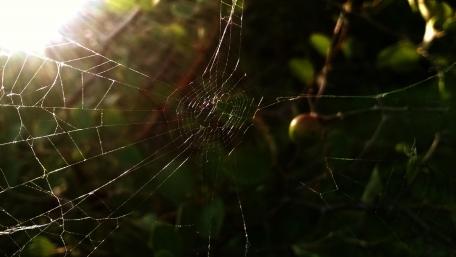 Delicate Beauty of Nature's Web wallpaper