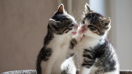 Adorable Kitten Whisker Kisses wallpaper
