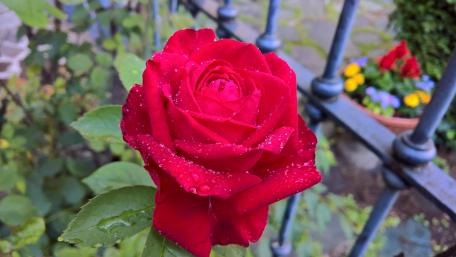 Red Rose Elegance in Vibrant Detail wallpaper