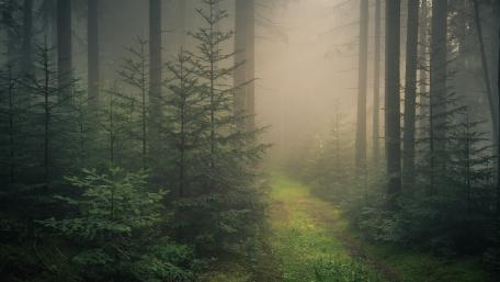 Path in the Black Forest wallpaper