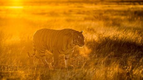 Majestic Tiger in Golden Light wallpaper