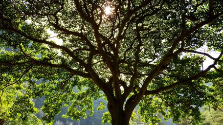 Sunshine through a tree wallpaper