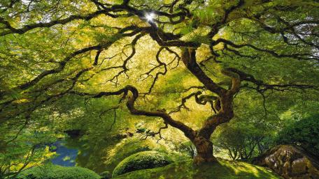Beautiful tree wallpaper