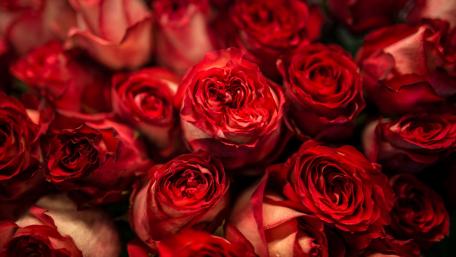 Red roses wallpaper