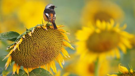 Little bird on a sunflower wallpaper