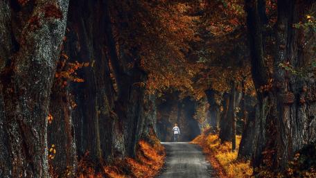 Pathway Through Autumn's Embrace wallpaper