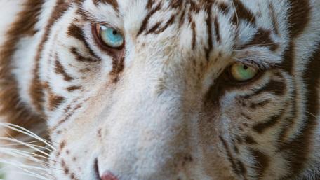 Tiger with heterochromia wallpaper