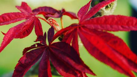 Maple leaf wallpaper