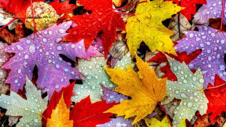 Leaves with rain drops wallpaper