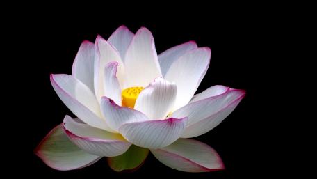 Lotus wallpaper