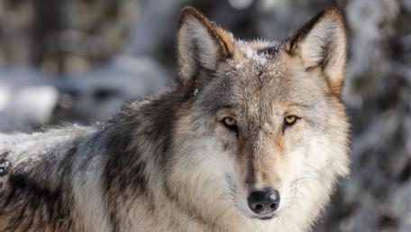 Wolf in the Yellowstone National Park wallpaper
