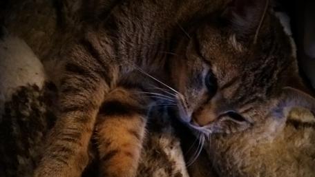 cat chill wallpaper
