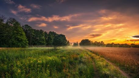 Summer field at dawn wallpaper