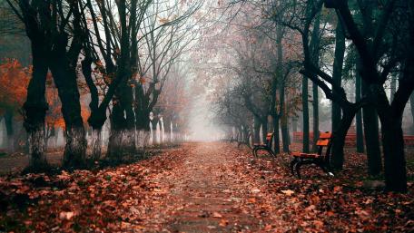 Serene Autumn Morning Pathway wallpaper