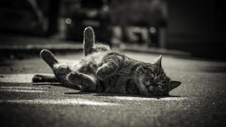 Whiskers in Monochrome Serenity wallpaper