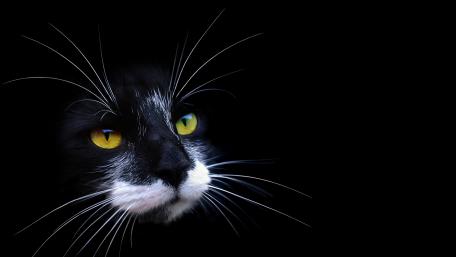 Black kitten wallpaper