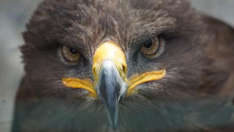 Golden eagle wallpaper