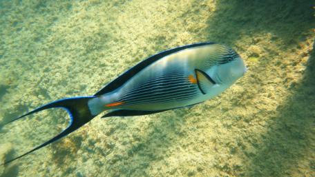 Coral reef fish wallpaper