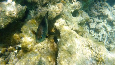 Coral reef fish wallpaper