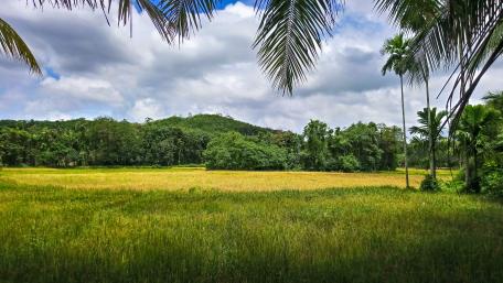 Paddy fields wallpaper