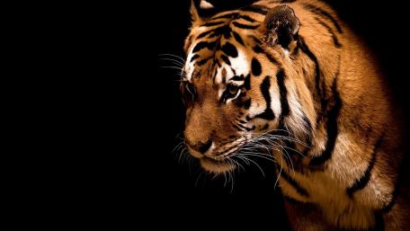 Tiger in shadow wallpaper