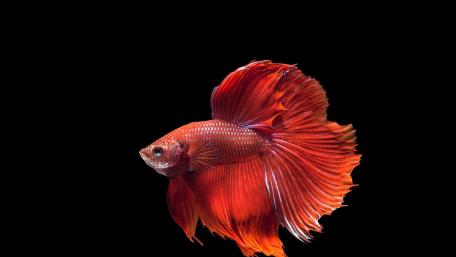 Betta fish wallpaper