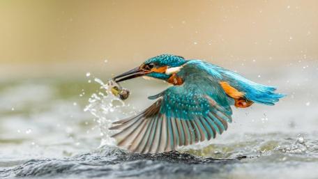 Kingfisher wallpaper