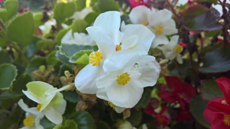 Elegant White Begonias in Bloom for Your Space wallpaper