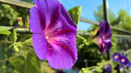 Vibrant Purple Climbing Blossom wallpaper