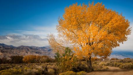 Lone yellow fall tree wallpaper