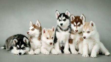 Huskies wallpaper