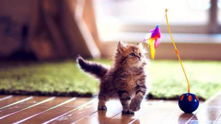 Cute kitten playing wallpaper